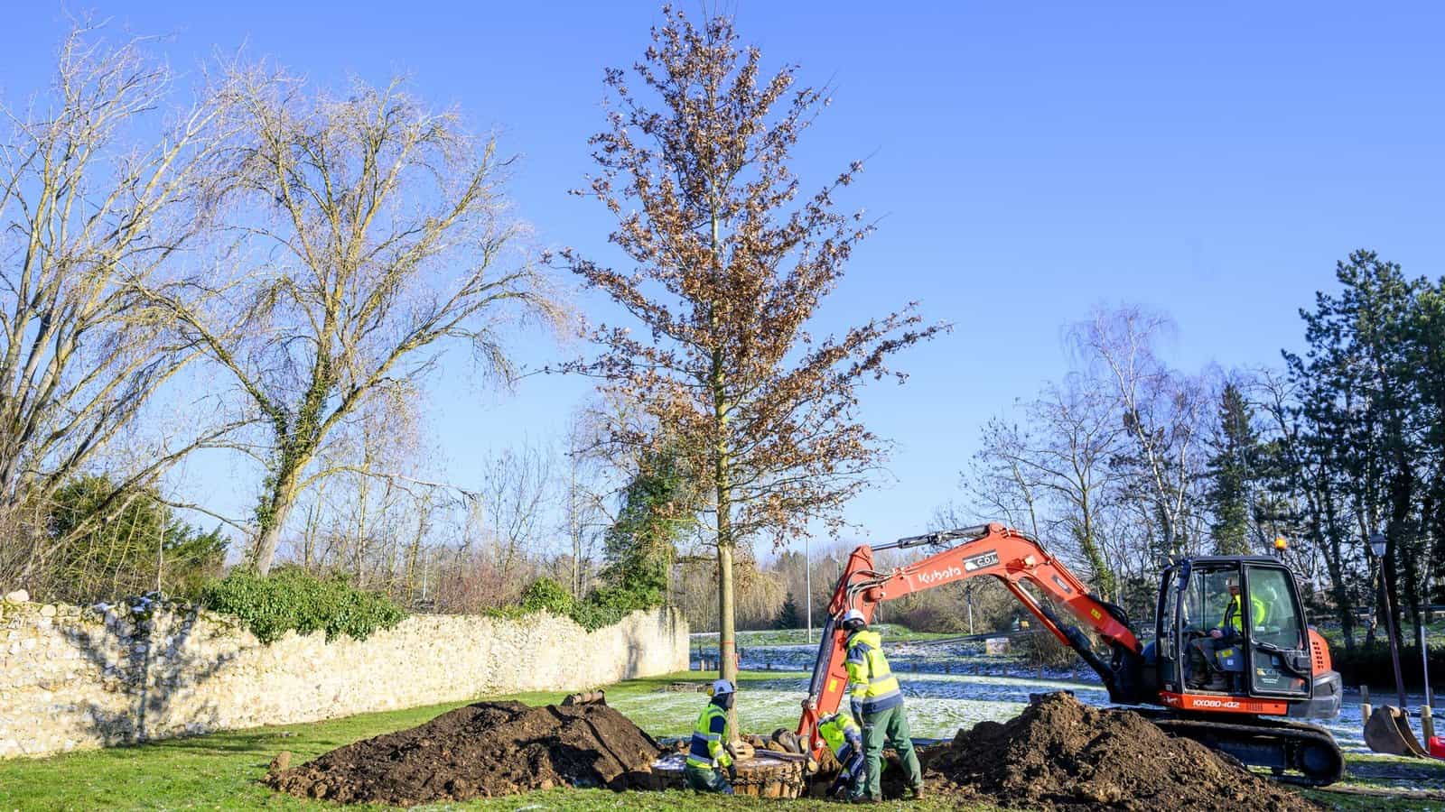 plantation d'un arbre remarquable à Élancourt